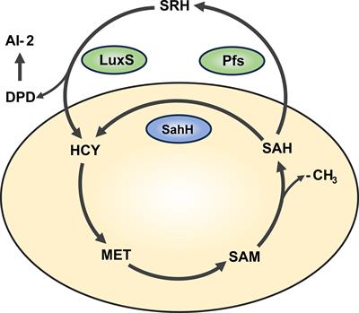 In vitro inhibition of Pseudomonas aeruginosa PAO1 biofilm formation by DZ2002 through regulation of extracellular DNA and alginate production